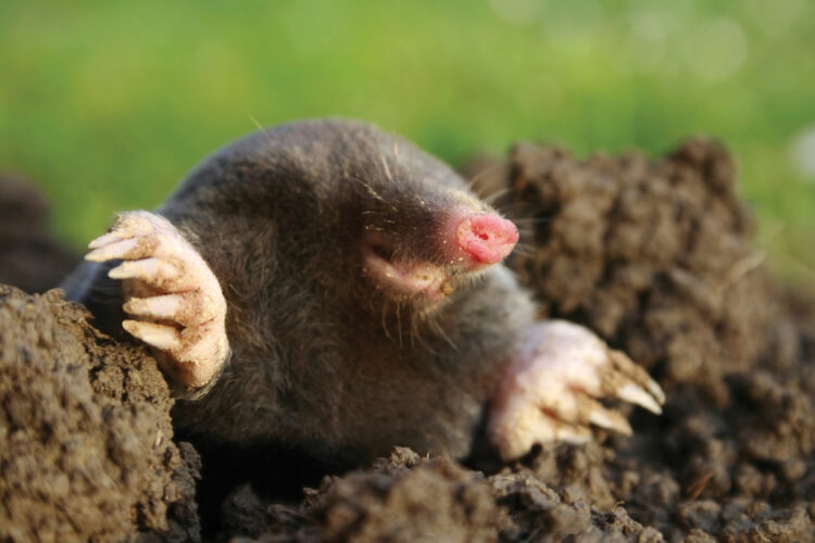 Moles and Voles: Dealing With Common Yard Pests